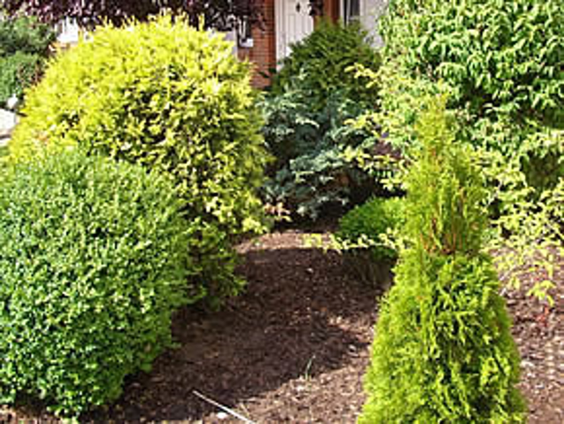 Gartenbereich mit Sträuchern und Bepflanzung