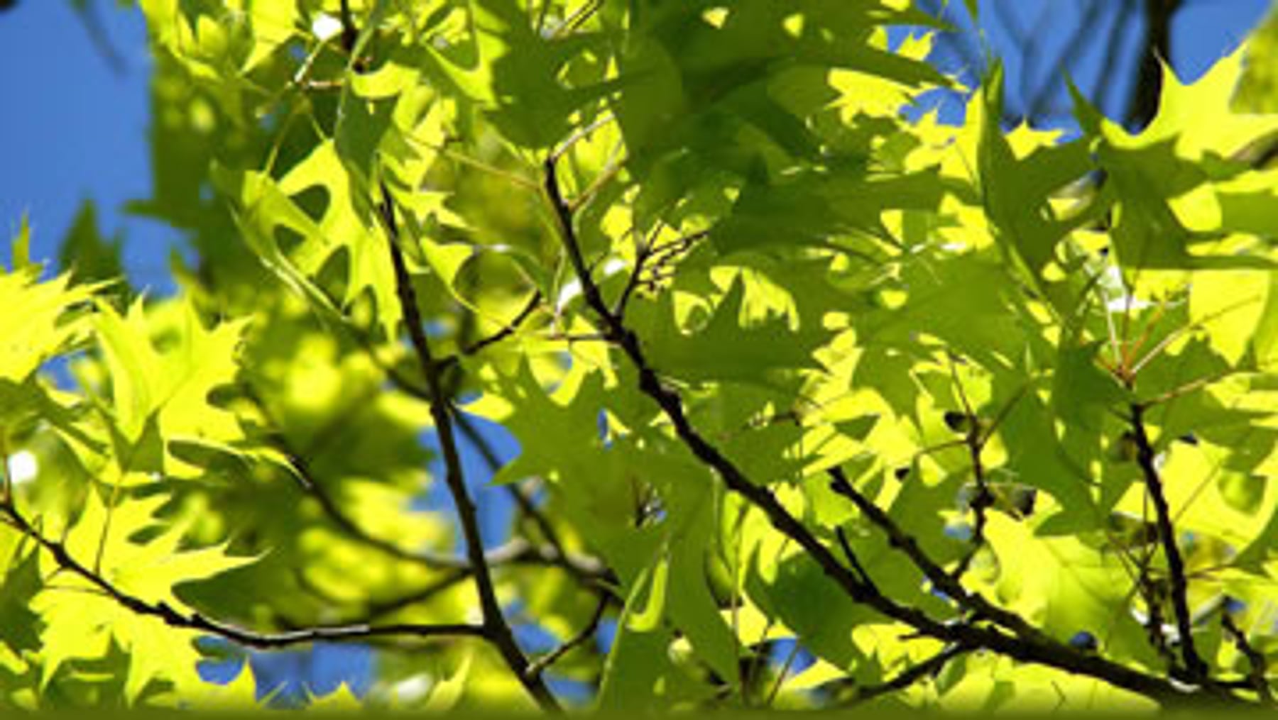 Grüne Baumblätter – Baum- und Heckenschnitt
