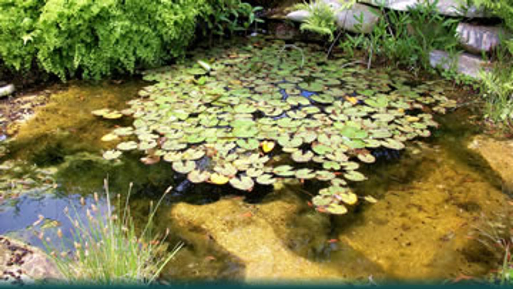 Gartenteich mit Seerosen – Wasser im Garten